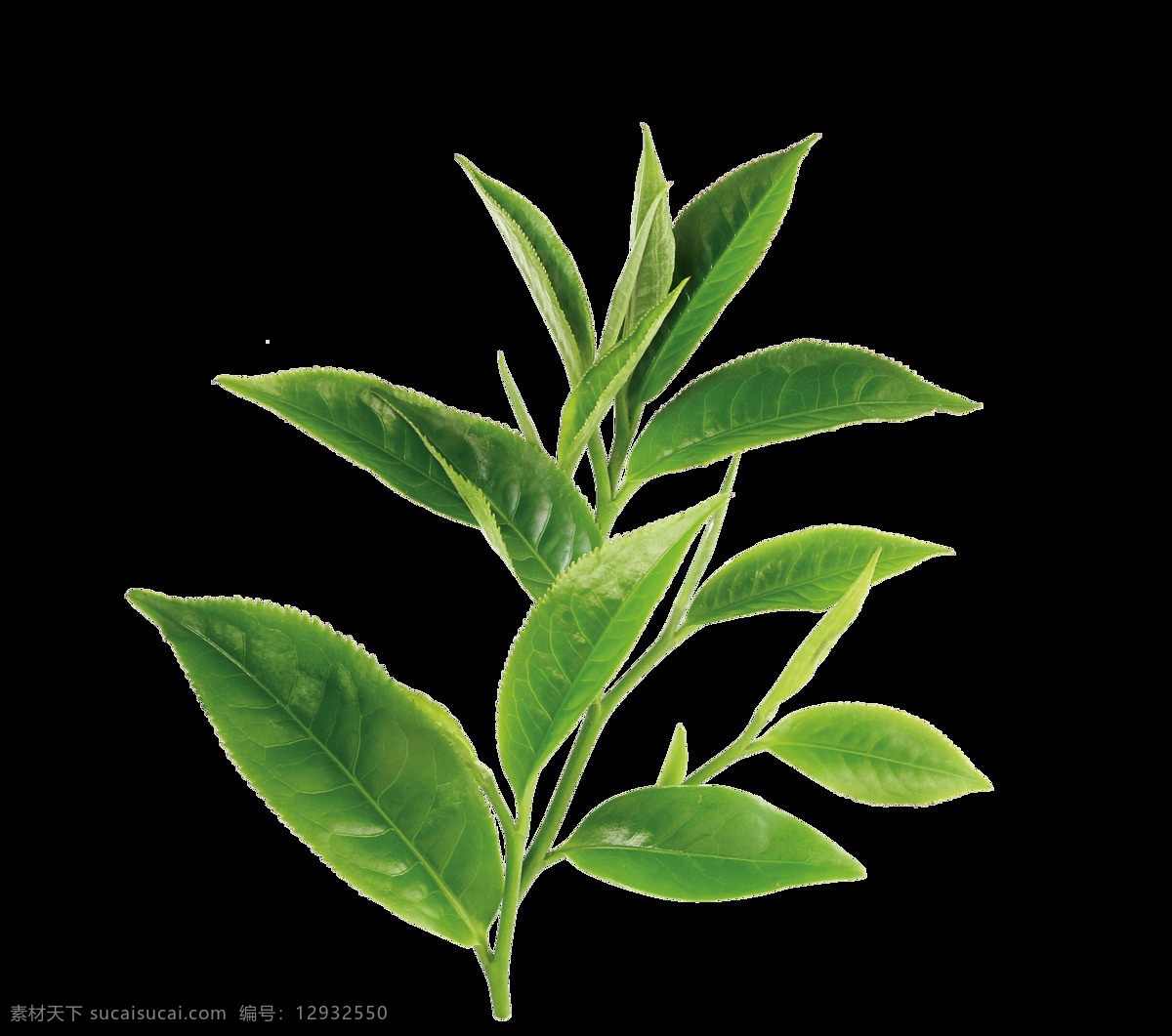 绿色 嫩叶 元素 植物 茶
