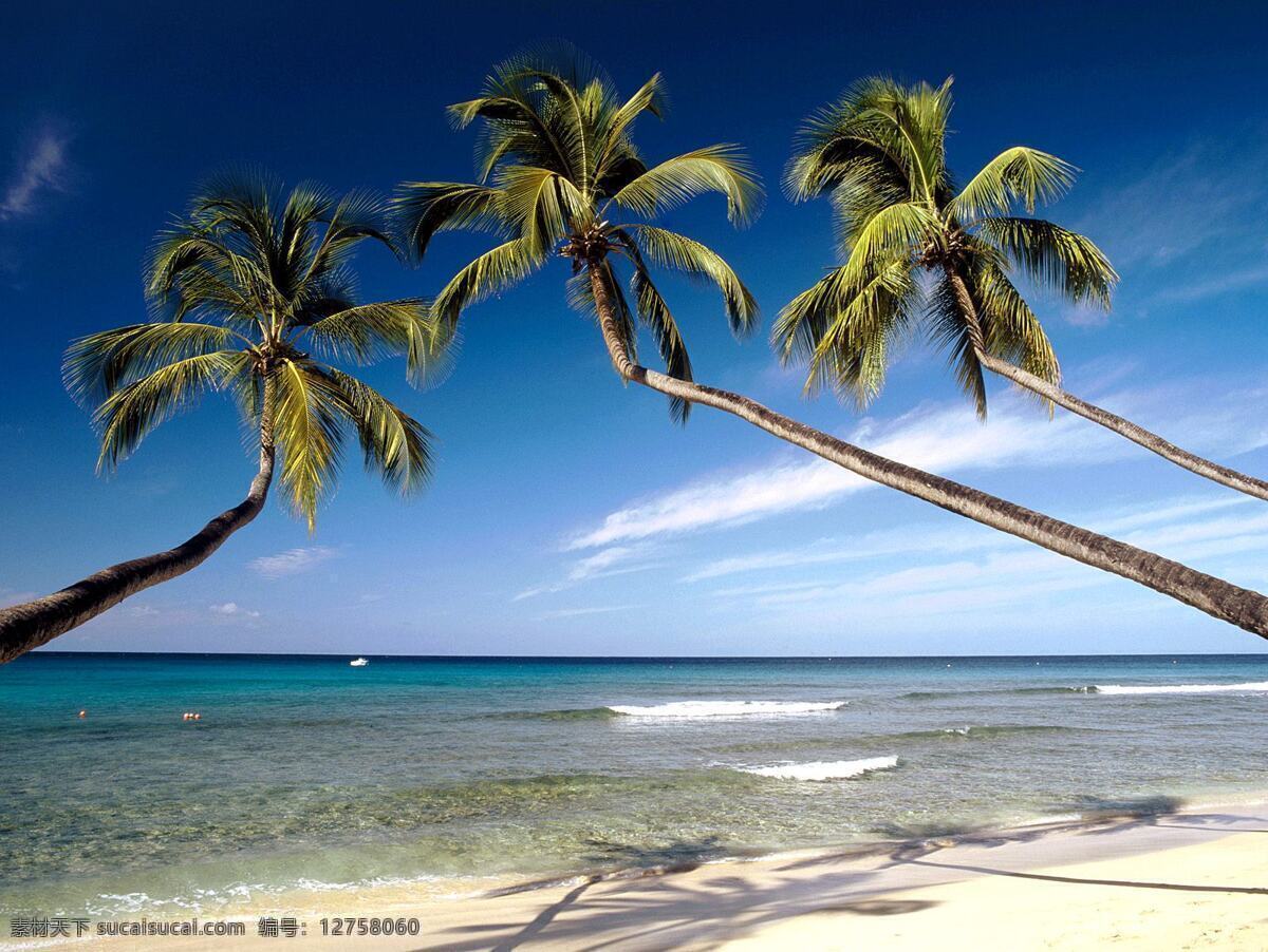 国外旅游 海洋 蓝天 旅游摄影 摄影图库 椰树 滩 西印度群岛 巴巴多斯 国王 海滩 世界各地 自然风景 psd源文件