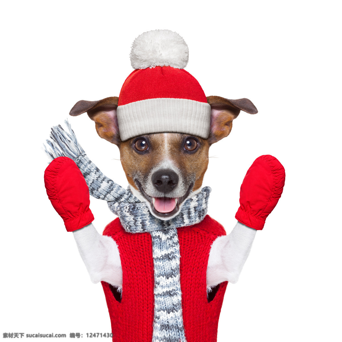 圣诞小狗 圣诞狗 创意摄影 广告摄影 广告大片 可爱宠物 小狗 狗狗 宠物狗 宠物摄影 家禽家畜 生物世界