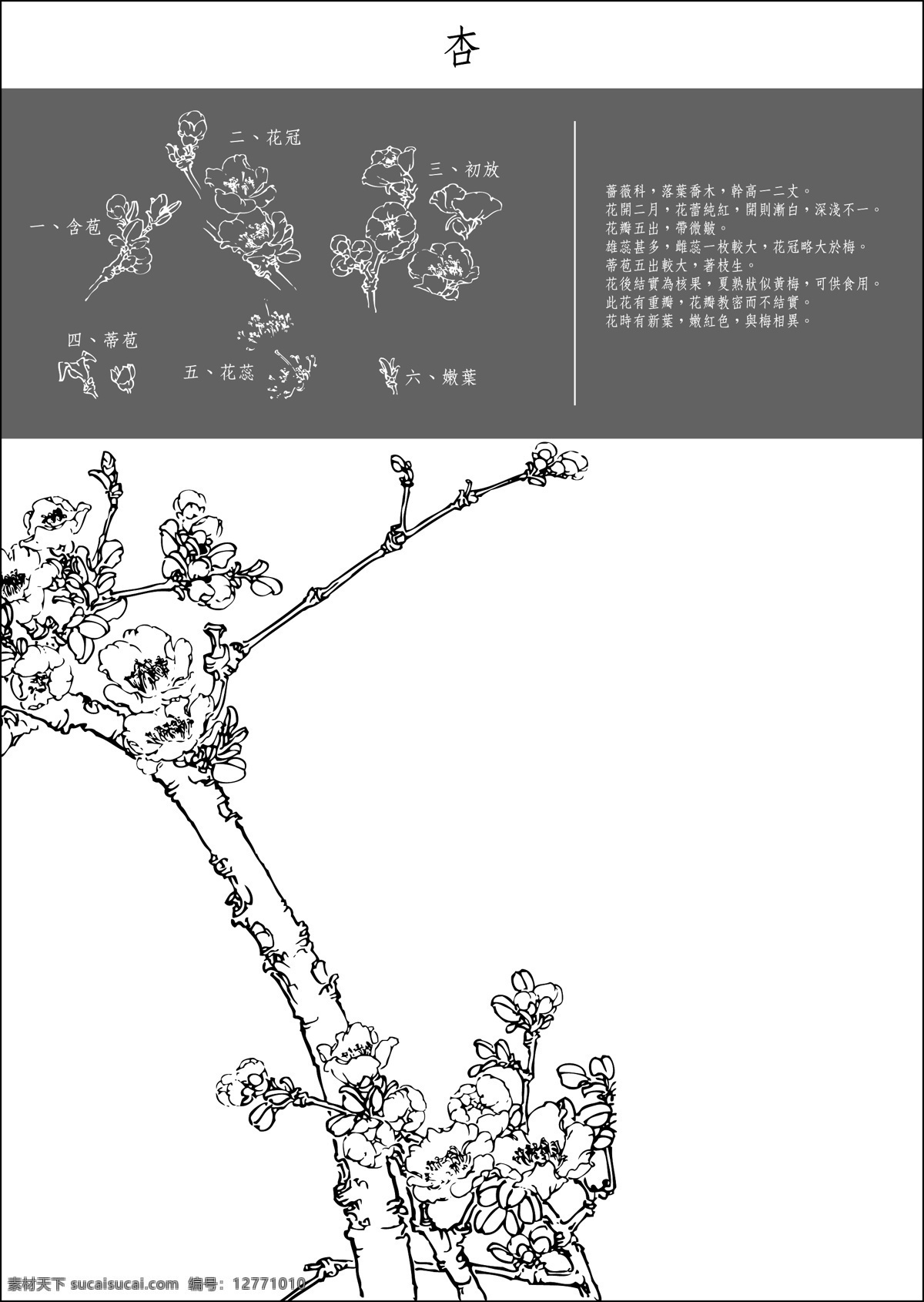 杏 白描花稿 其他矢量 矢量素材 矢量圖庫