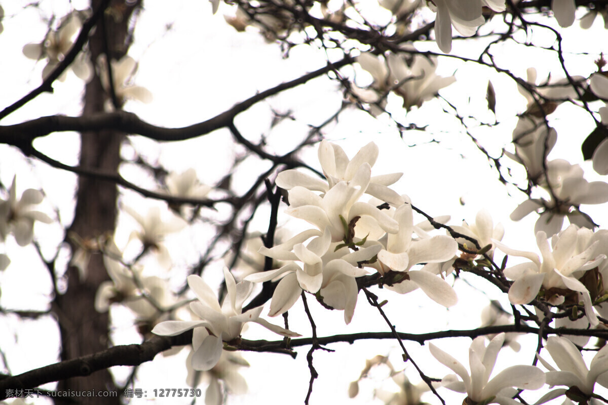 白色 玉兰花 树枝 海报 背景 春季 花朵图片 玉兰 枝丫 白色花 花