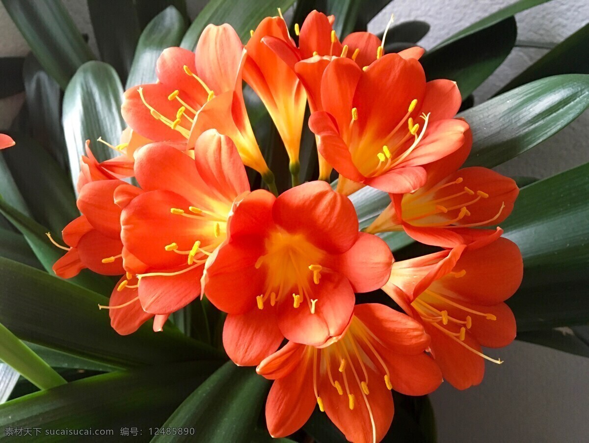 物 蘭花 花卉 盆栽 綠色 花瓣 花朵 花蕊 君子蘭花 草本花卉 君子蘭盆栽 君子蘭葉片 短葉君子蘭 紅花君子蘭 生物世界 花草