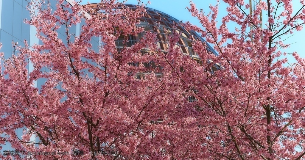 粉色 花朵 植物 树枝 背景图片 背景 生物世界 花草