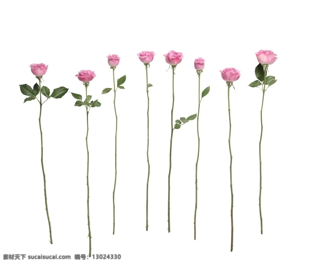 退底鲜花枝 单只玫瑰花 粉色玫瑰 多只玫瑰花枝 鲜花排列 红花绿叶 多只花朵 分层