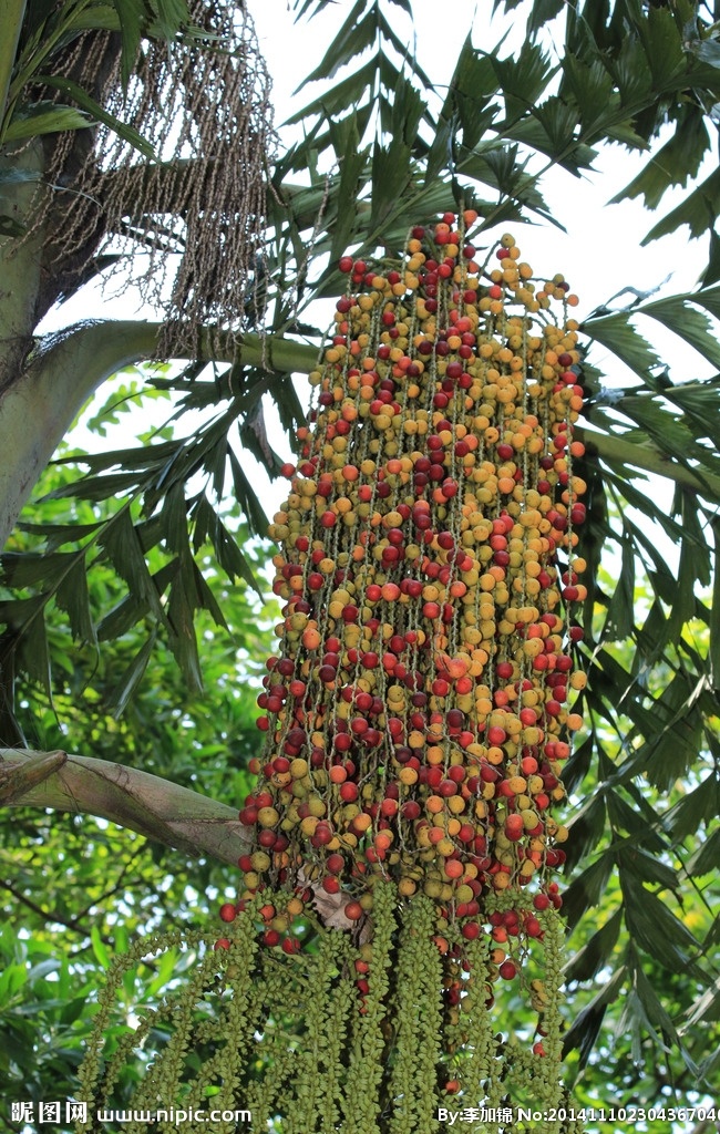 檳榔果 檳榔 植物 檳楠 榔玉 賓門 青仔 國馬 尖檳 雞心檳榔 果實 假檳榔 魚尾葵 植物花草 生物世界 水果