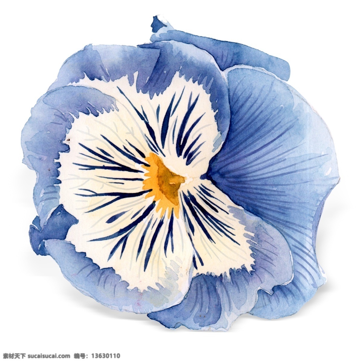 水彩 手绘 兰花 植物 花瓣 元素 水彩花 植物花瓣 花瓣元素 蓝色