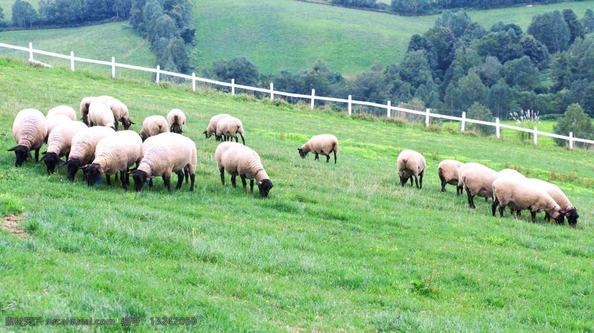 牧场上的羊群 羊群 牧场 绵阳 山羊 家畜 田园风光 生物世界 家禽家畜