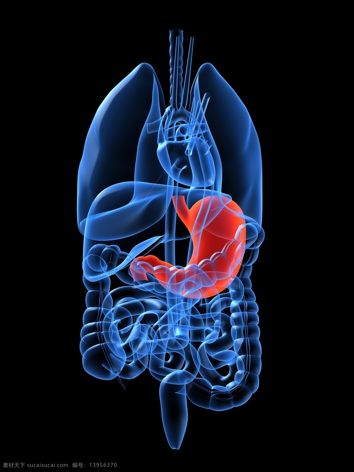 技 科 感 光谱 人体 器官 胃部 刨 图 技科感 人体器官 人体素材