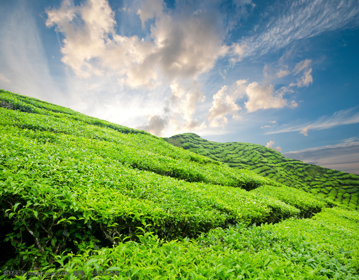 茶园 天空 白云 茶田 茶山 茶叶 绿茶 风景 自然风景 美丽风景 景色 农业生产 现代科技