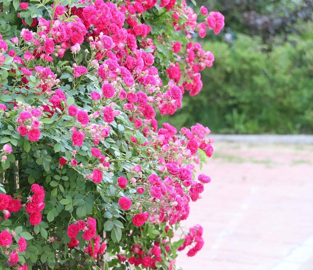 小粉蔷薇墙 花季 绿叶 院子 花墙 阳光 红花配绿叶 清晰 植物 园林 浪漫 唯美 粉色 爱心 生活百科 生活素材