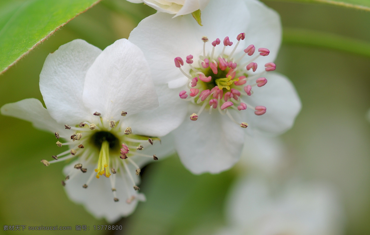 綻放 梨花 白色 春天 花草 花朵 花蕊 綠色 清爽 綻放的梨花 清新 微距 生物世界 psd源文件