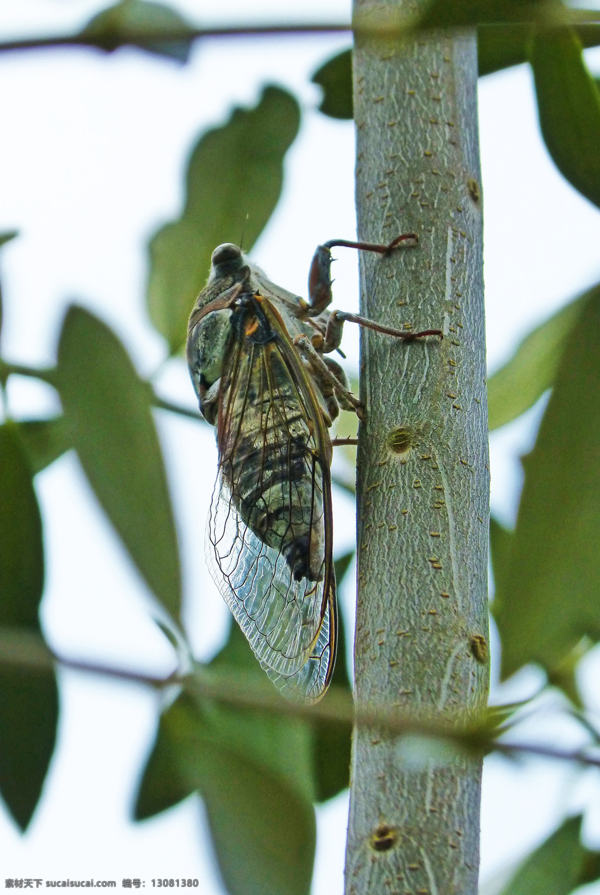 cicadidae 知了 知拇吖 嗶蟬 海咦 蛭蟟 蛣蟟 知了龜 知了猴 蛣蟟龜 爬杈 昆蟲 微觀世界 鳴蟲