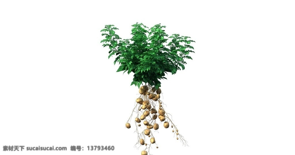 土豆生长动画 土豆 生长动画 植物生长 马铃薯叶 土豆叶 动漫动画 max