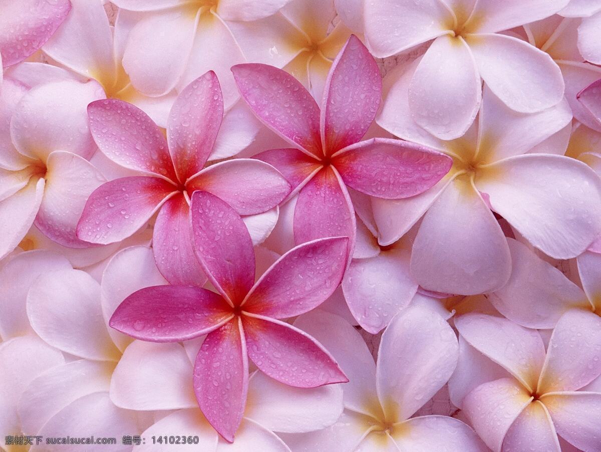 粉色花瓣 小花 浅粉色 装饰花图片 手绘花 服装设计 花卉 花朵 印花 家纺 生物世界 花草
