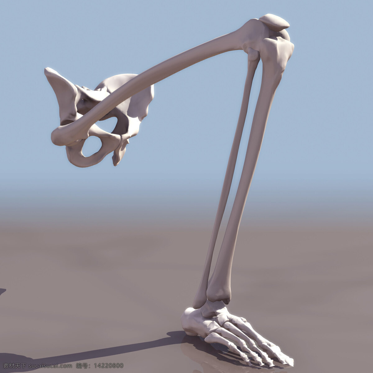 人体 骨骼 模型 效果图 人体骨骼 3dmax 医学研究 医学人体 透视人体 人体结构 关节 医学 3d设计 其他模型