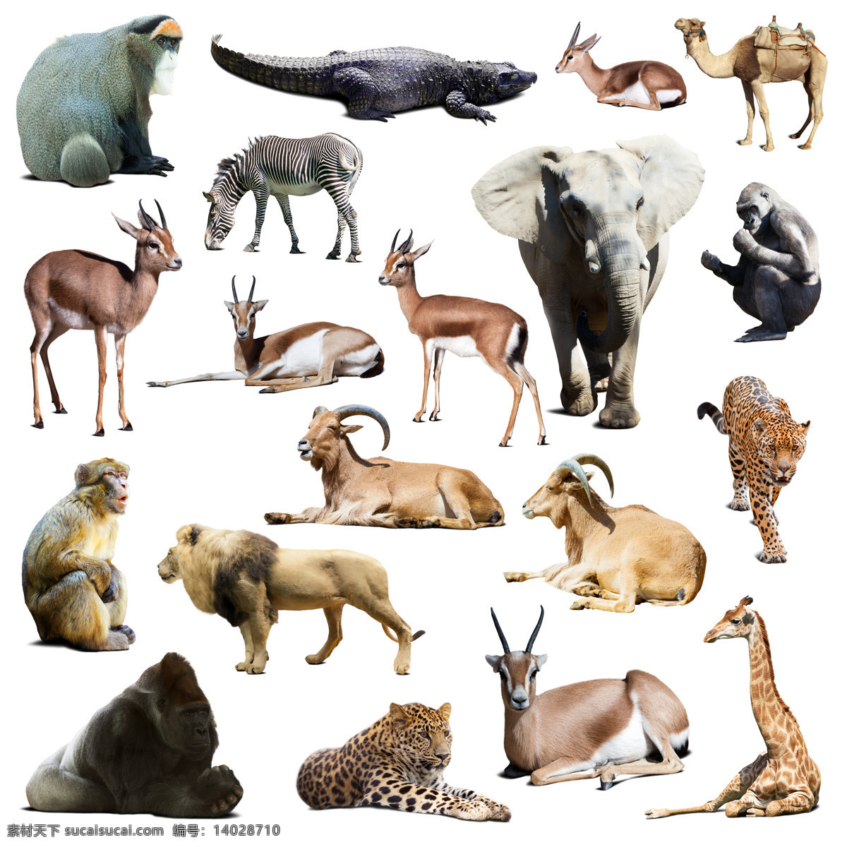 种 野生动物 高清 鳄鱼 骆驼 猩猩 猴子 大象 豹子 长颈鹿 狮子 斑马 羚羊 热带动物 老虎 高清图片 白色