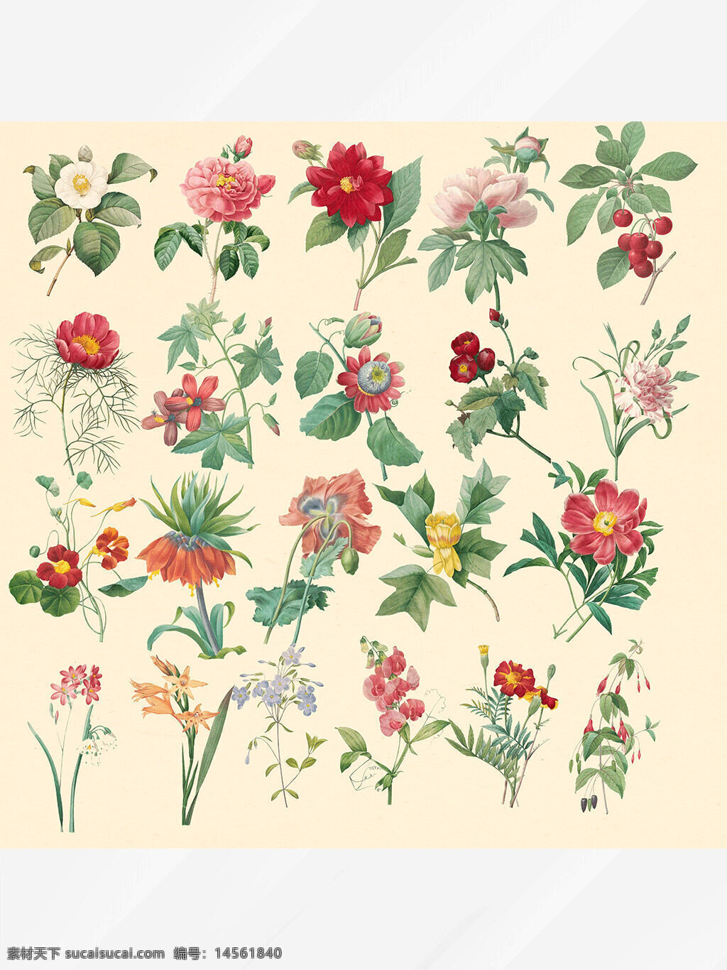 花朵素材 花朵插画 花朵绘画 五颜六色 花卉花朵 向日葵 桃花 牡丹 设计