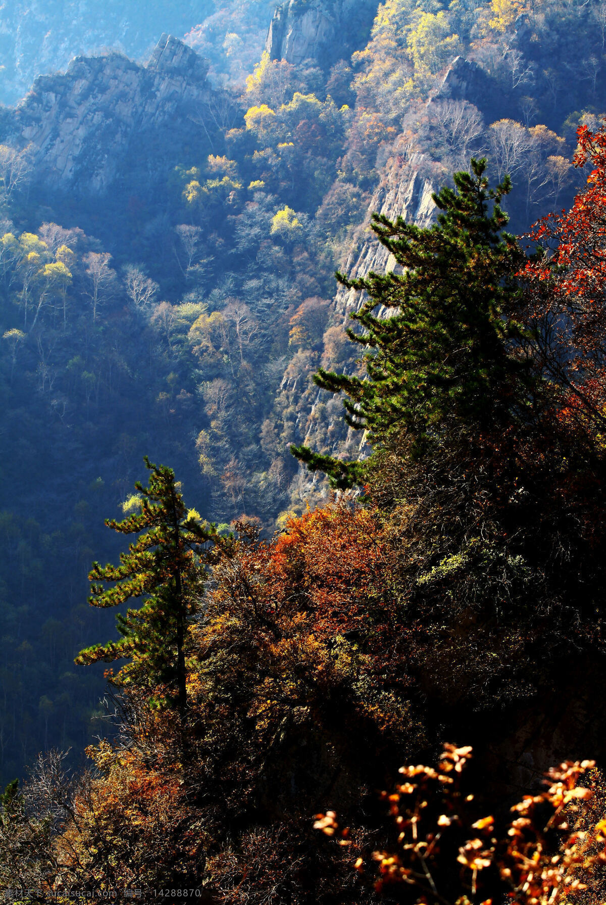 秋霜立青松 青松翠柏 风光 高山 树木 自然风景 自然景观