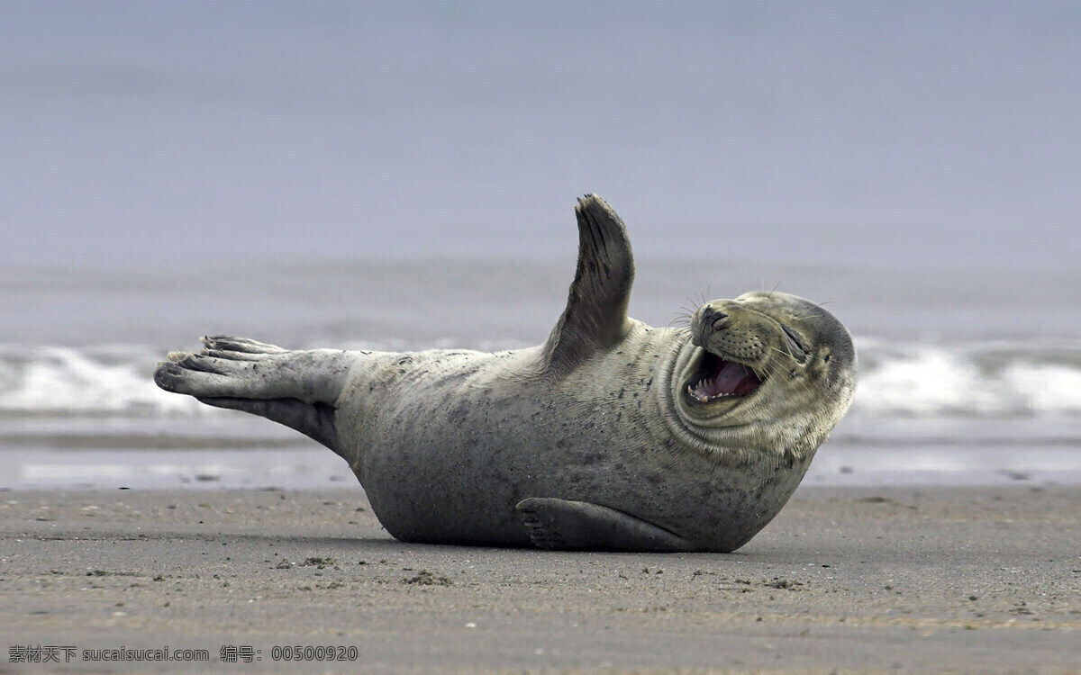海豹免费下载 大海 海边 海滩 海洋 海洋动物 海洋生物 沙滩 生物世界