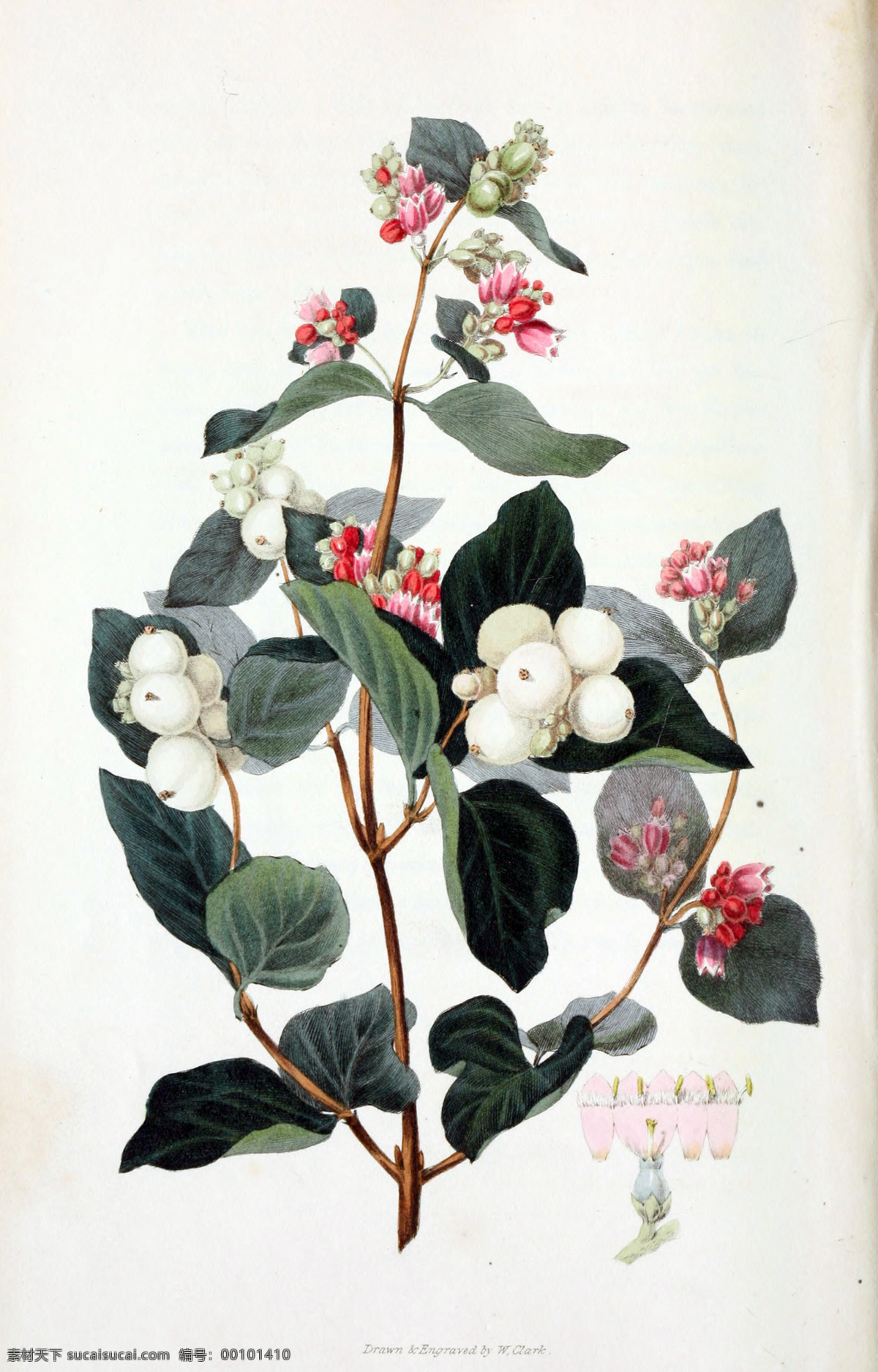 鲜花 植物 花园花卉大全 手绘花卉 蝴蝶 装饰画素材 无框画 绘画 插画 图书扫描影印 手绘花纹 精美花纹 兰花贴图 简洁 移门设计 彩色花朵 手绘设计 手绘花朵 底纹 花纹 漂亮花纹 花纹素材 手绘花 流行 大气 手绘 彩色设计 生物世界 花草 植物园画集