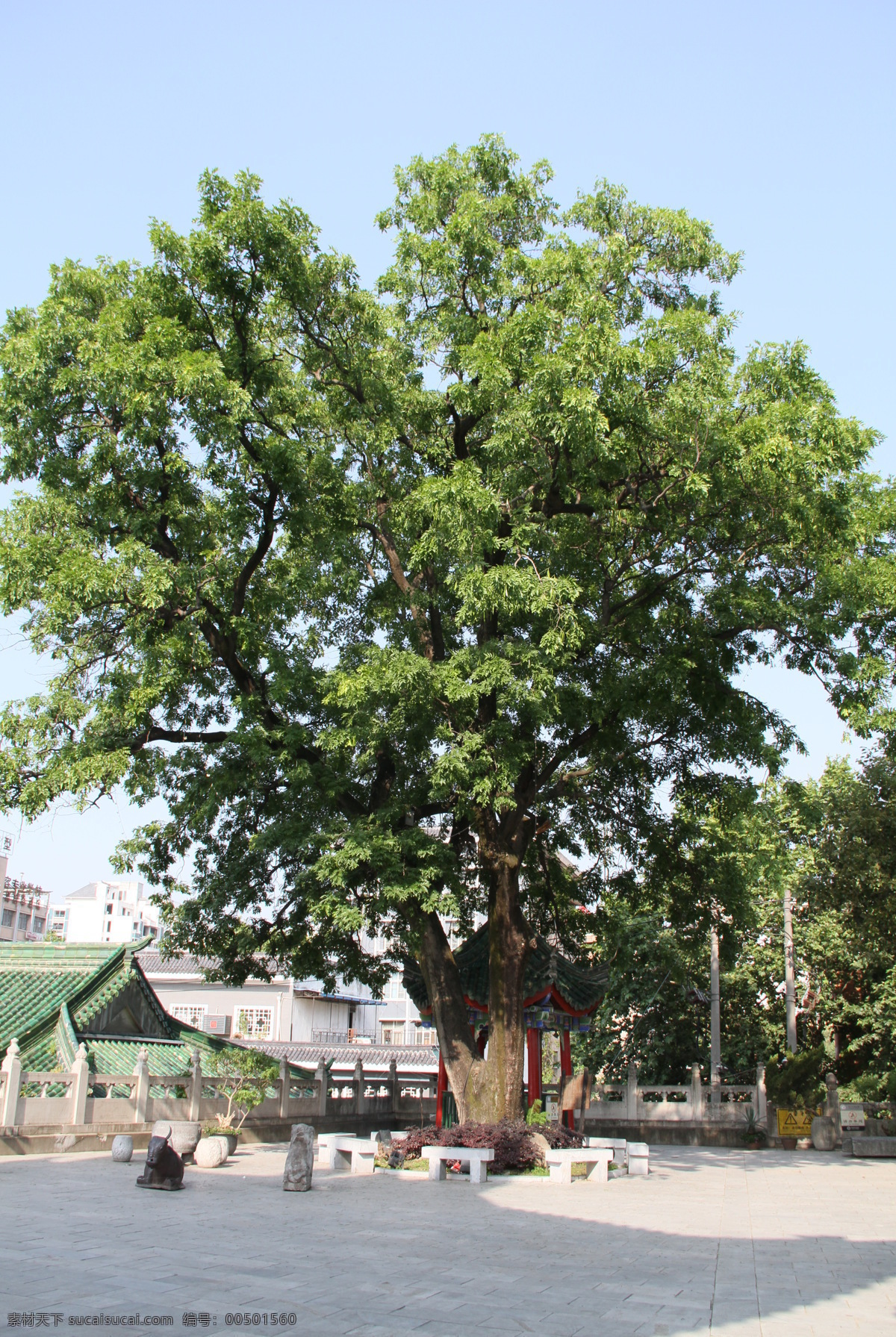 百年皂荚树 汉中 博物馆 古汉台 夏季 皂荚 400年 树木树叶 生物世界