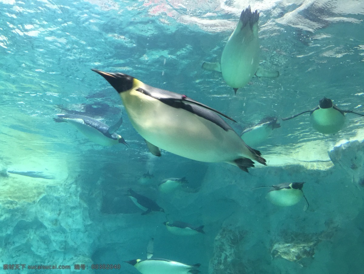 企鹅馆 珠海 横琴长隆 企鹅 呆萌 可爱 生物世界 野生动物 海洋生物