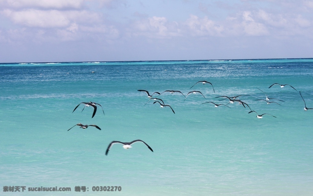 海鸥 大海 飞翔 海洋 海水 天空 水天相接 美丽 魅力 美景 鸟类 生物世界