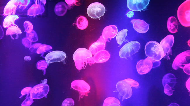 游动水母 mov 动物 多媒体 海水 霓虹灯 深圳 生物 实拍视频 水母 五颜六色 游动 浮游 海蜇 触手 无脊椎 观赏 数量多 植物 其他视频