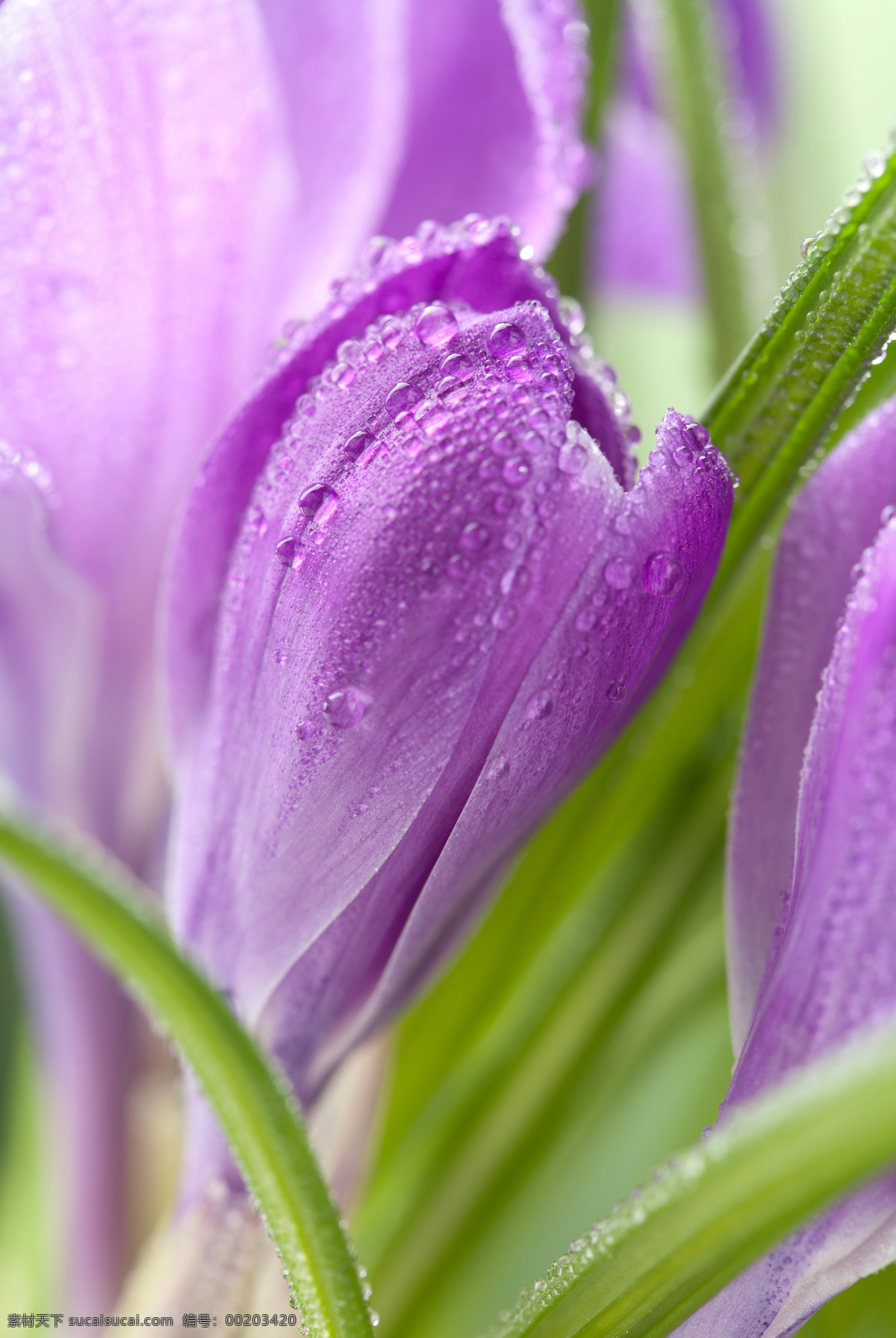 紫色 花朵 浪漫 背景 紫色花朵 露珠 浪漫背景 温馨背景 鲜花背景 花卉 美丽鲜花 梦幻背景 花草树木 生物世界