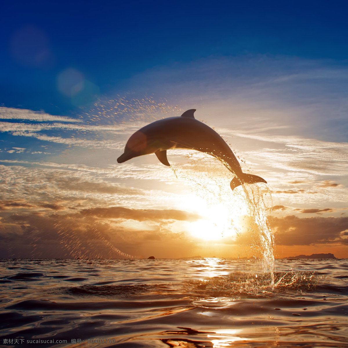 跳出 海 面的 海豚 鱼类动物 海底生物 水中生物 海洋生物 海洋动物 动物世界 生物世界 黑色