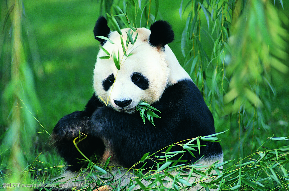 大熊猫 熊猫 可爱动物 竹子 竹叶 国宝 野生动物 生物世界