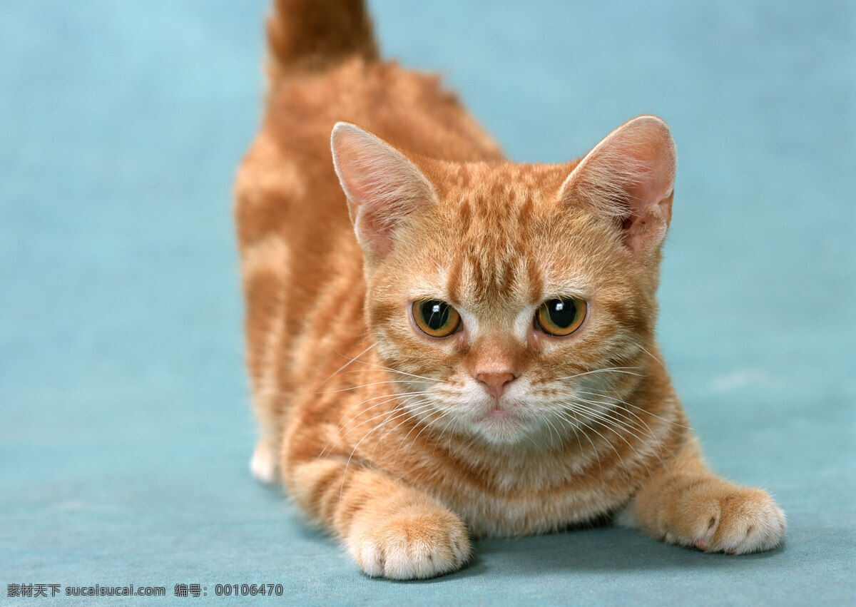 猫高清 猫 高清图片 高清 写真 青色 天蓝色