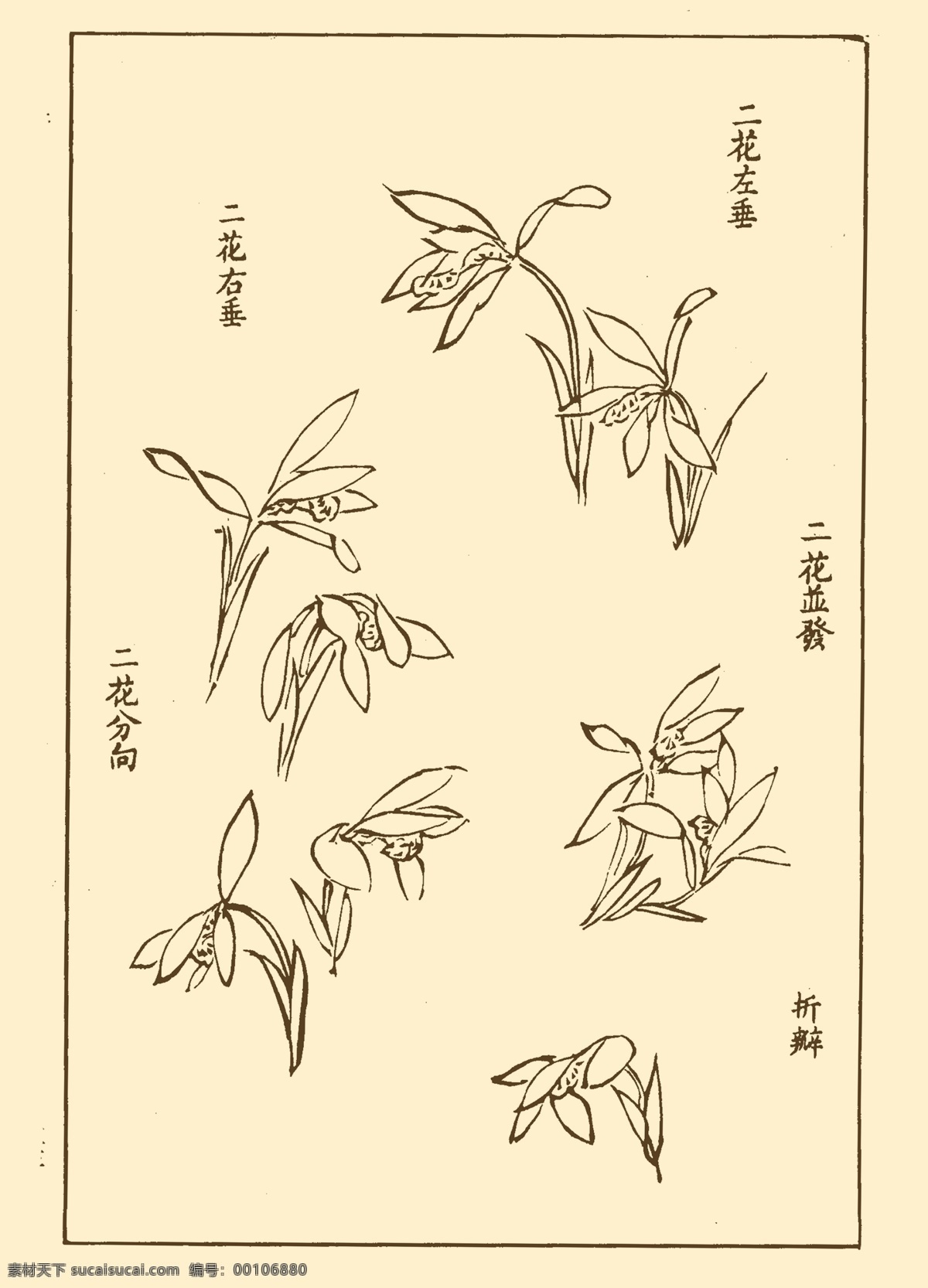 芥子园画谱 兰花 中国画 书画 国画 白描 绘画 美术 兰 兰草 画法 教程 分层 源文件