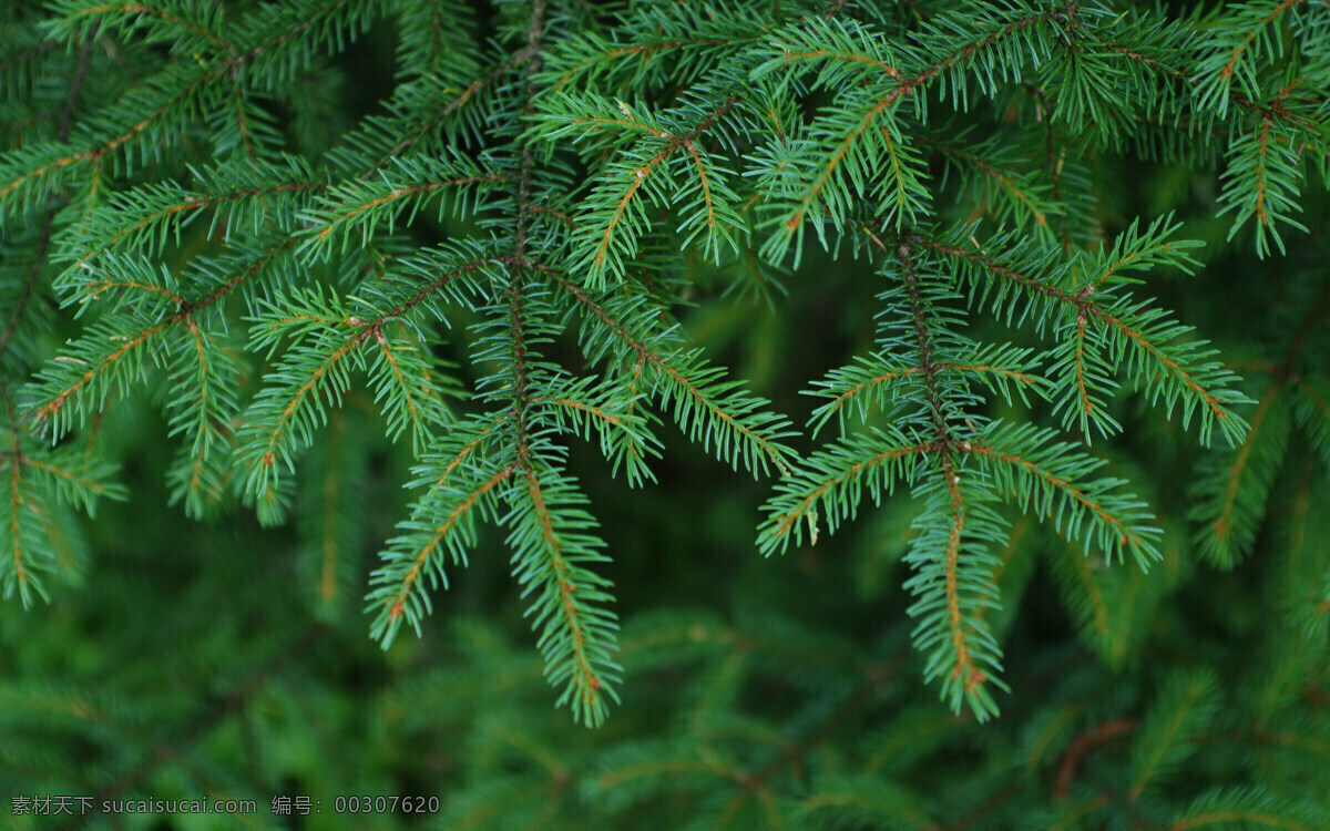 杉木枝 fir branches 杉 杉树 绿色 生物世界 树木树叶