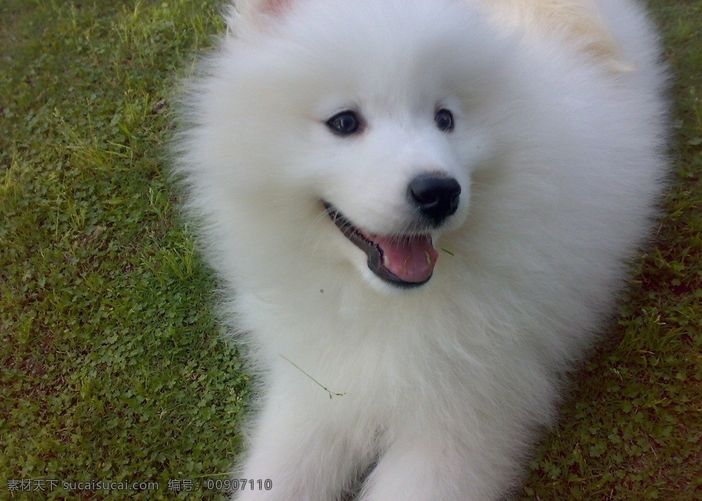 萨摩耶 萨摩 耶 狗狗 白狗 萨摩耶犬 宠物 动物 家禽家畜 生物世界 其他生物