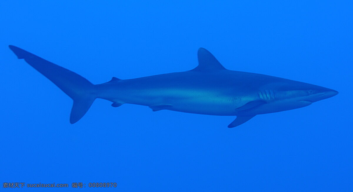 小 鲨鱼 高清 小鲨鱼 蓝鲨鱼 海洋 水生动物