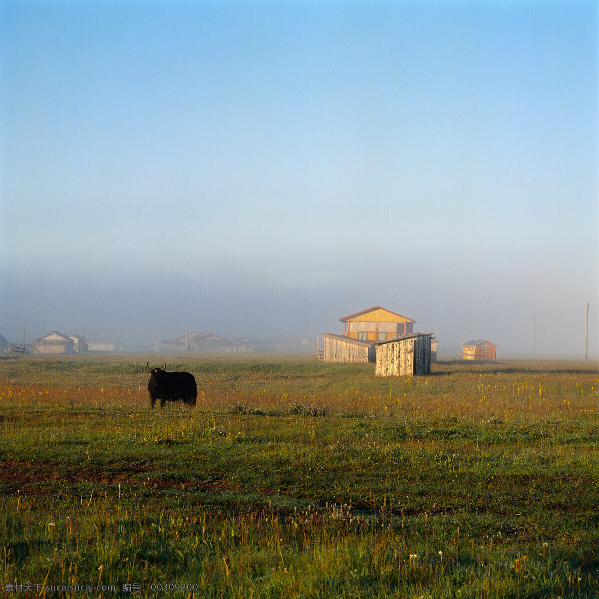 草原 上 牦牛 自然风景 风景 山水 景色 山川 草原图片 风景图片