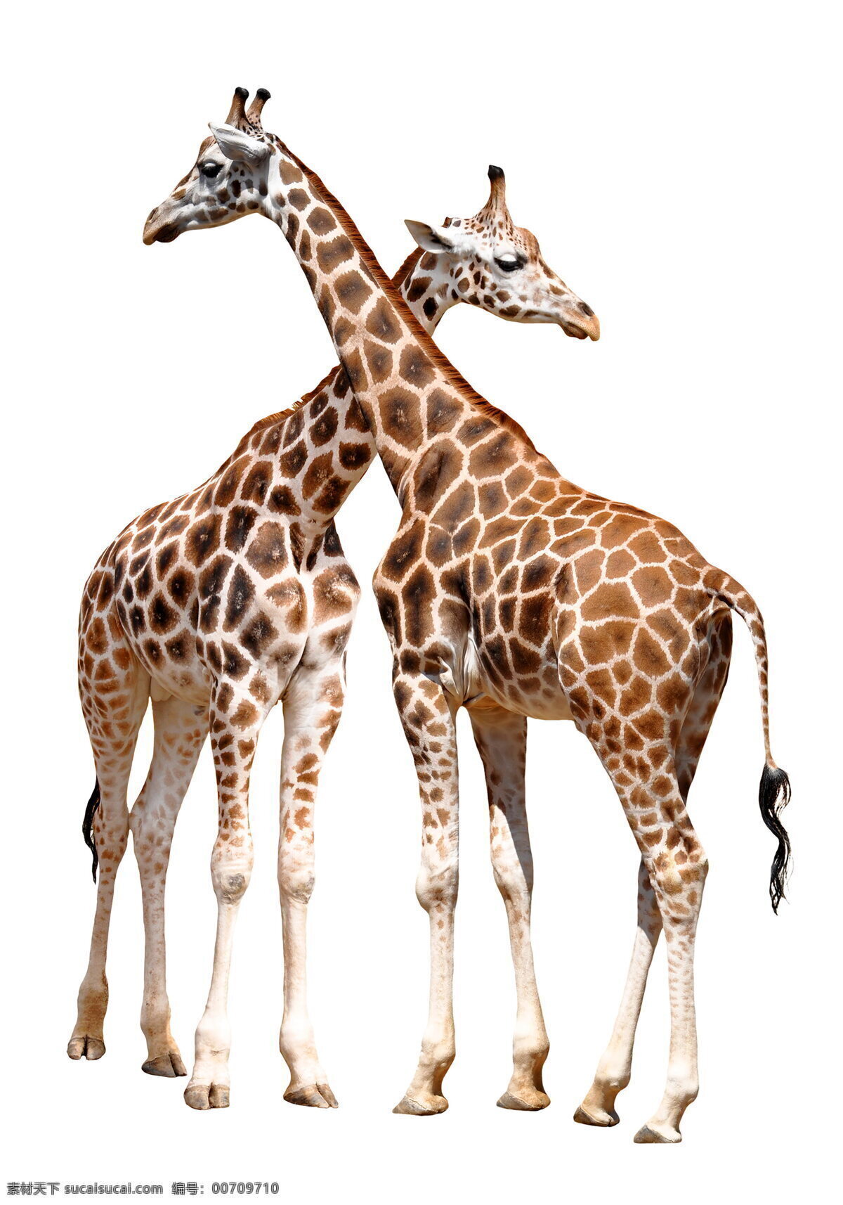 长颈鹿 高清 野生动物 野生 动物 保护动物 长脖子