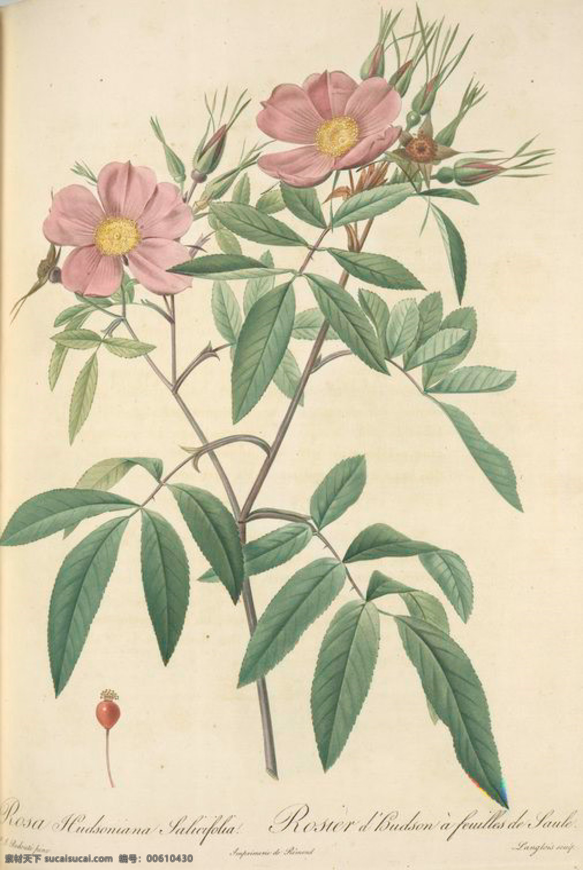 手绘 复古 油画 玫瑰 花 花卉 艺术名画 植物图 文化艺术