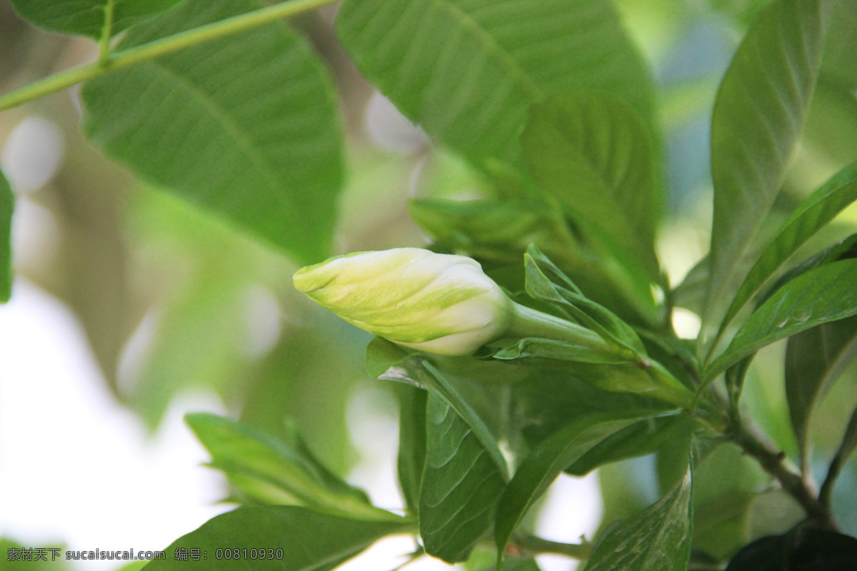 栀子花开 栀子花 白色栀子花 白花 花朵 盆栽 栀子 白色的花 小清新花朵 小清新 植物 黄栀子 山栀 生物世界 花草