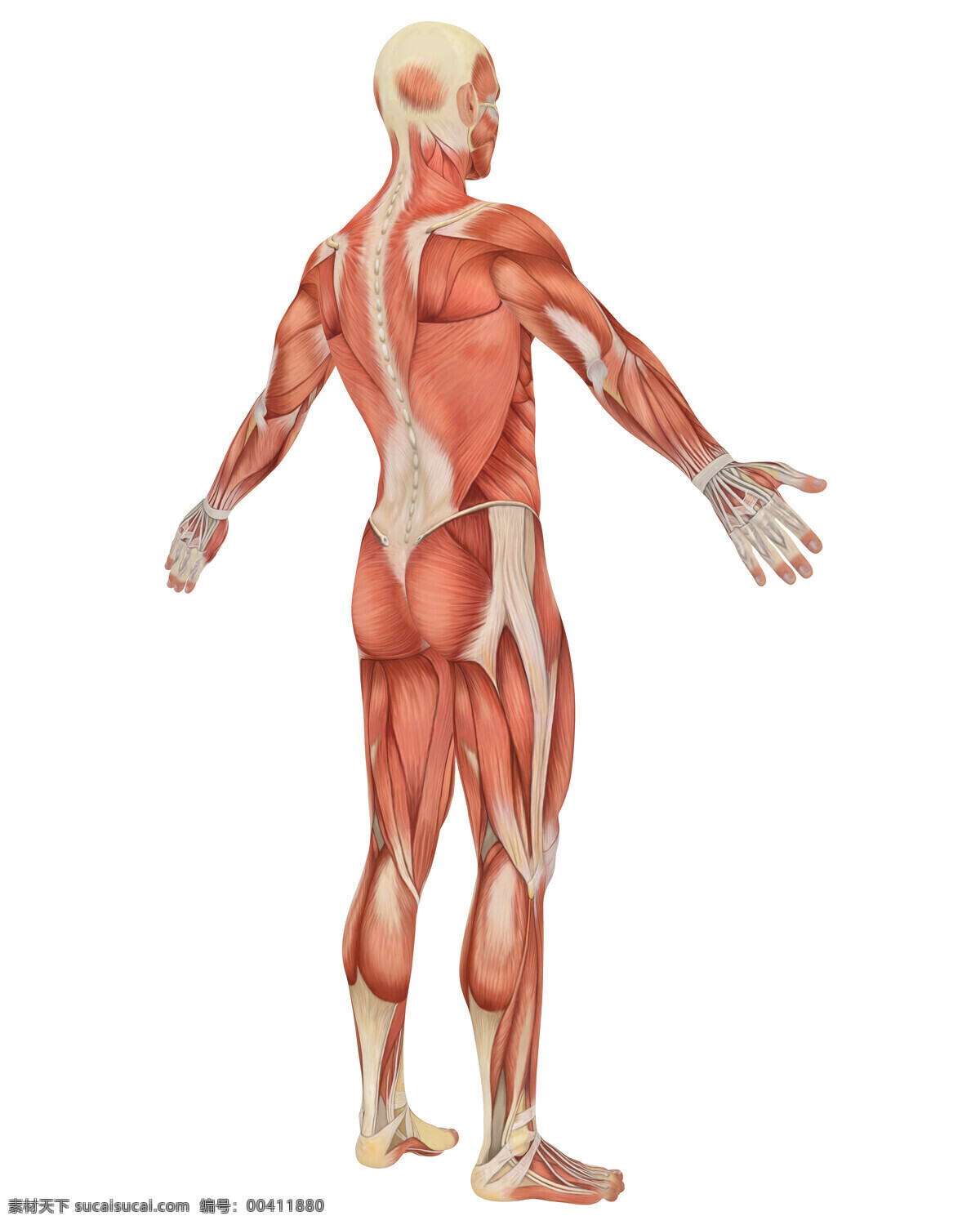 男性 人体 肌肉 组织 人体肌肉 肌肉组织 人体肌肉器官 肌肉结构 人体解剖 医疗护理 现代科技