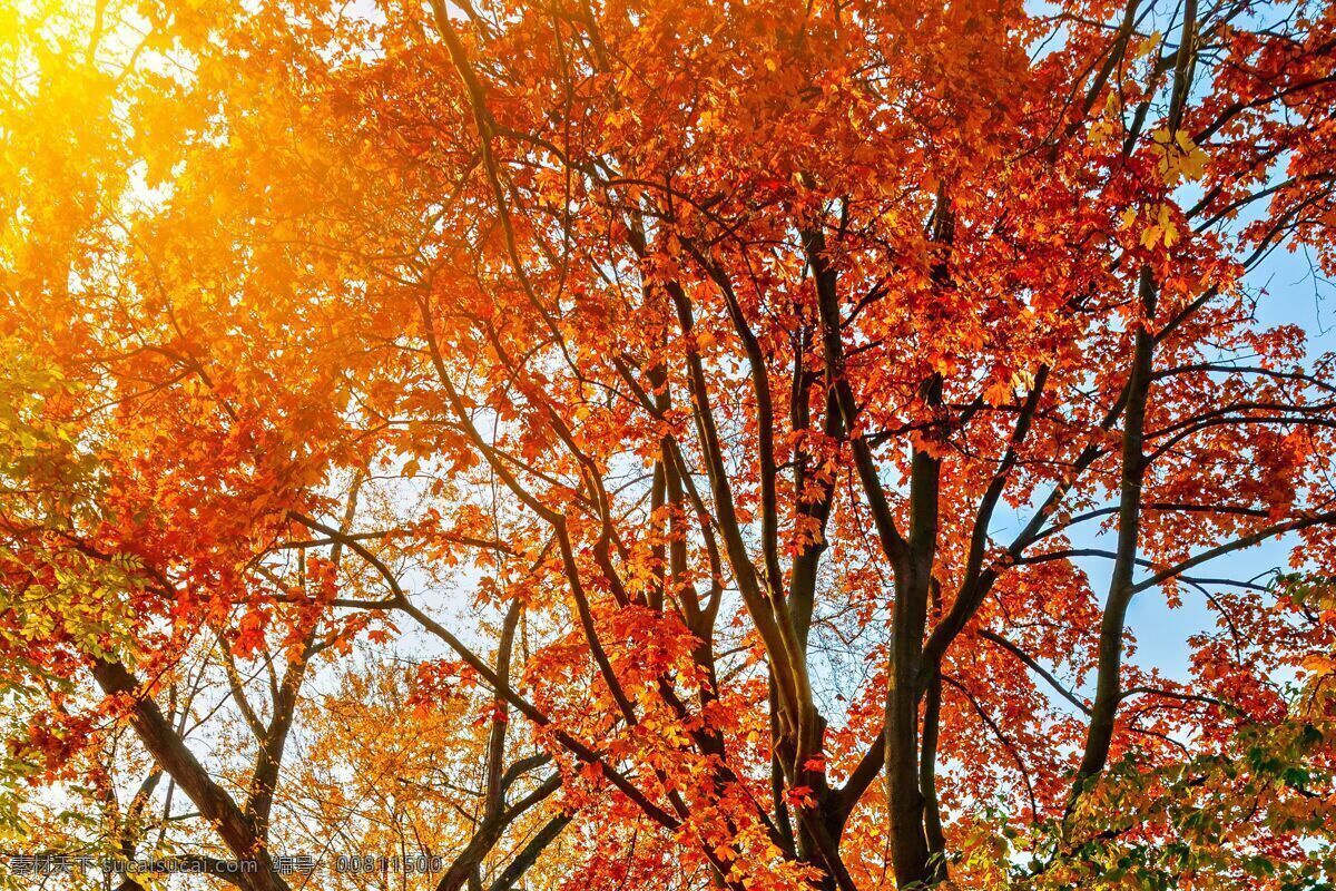 红叶 秋天 秋季 阳光 枫树 枫叶 美丽 自然 自然景色 自然风景 旅游摄影