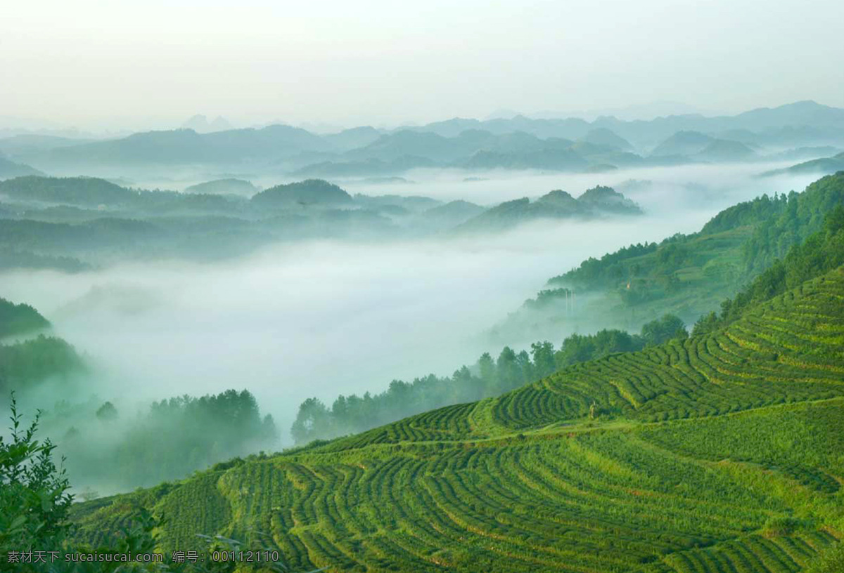 茶山 雾气 弥漫 风景图片 茶园 茶花 茶叶 自然风景 自然景观