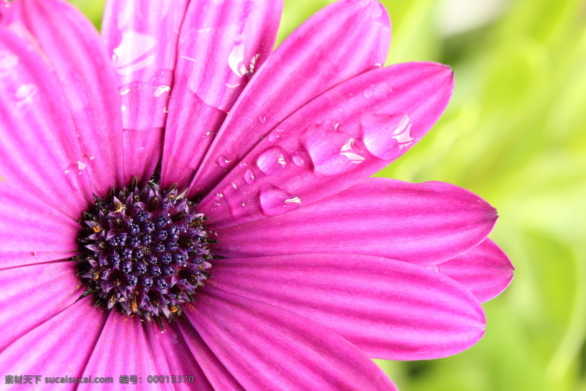 大图 粉色 高清 花瓣 花草 花朵 花卉 拍照 局部 紫色 写真 喷绘 微焦 相机 生物世界 psd源文件