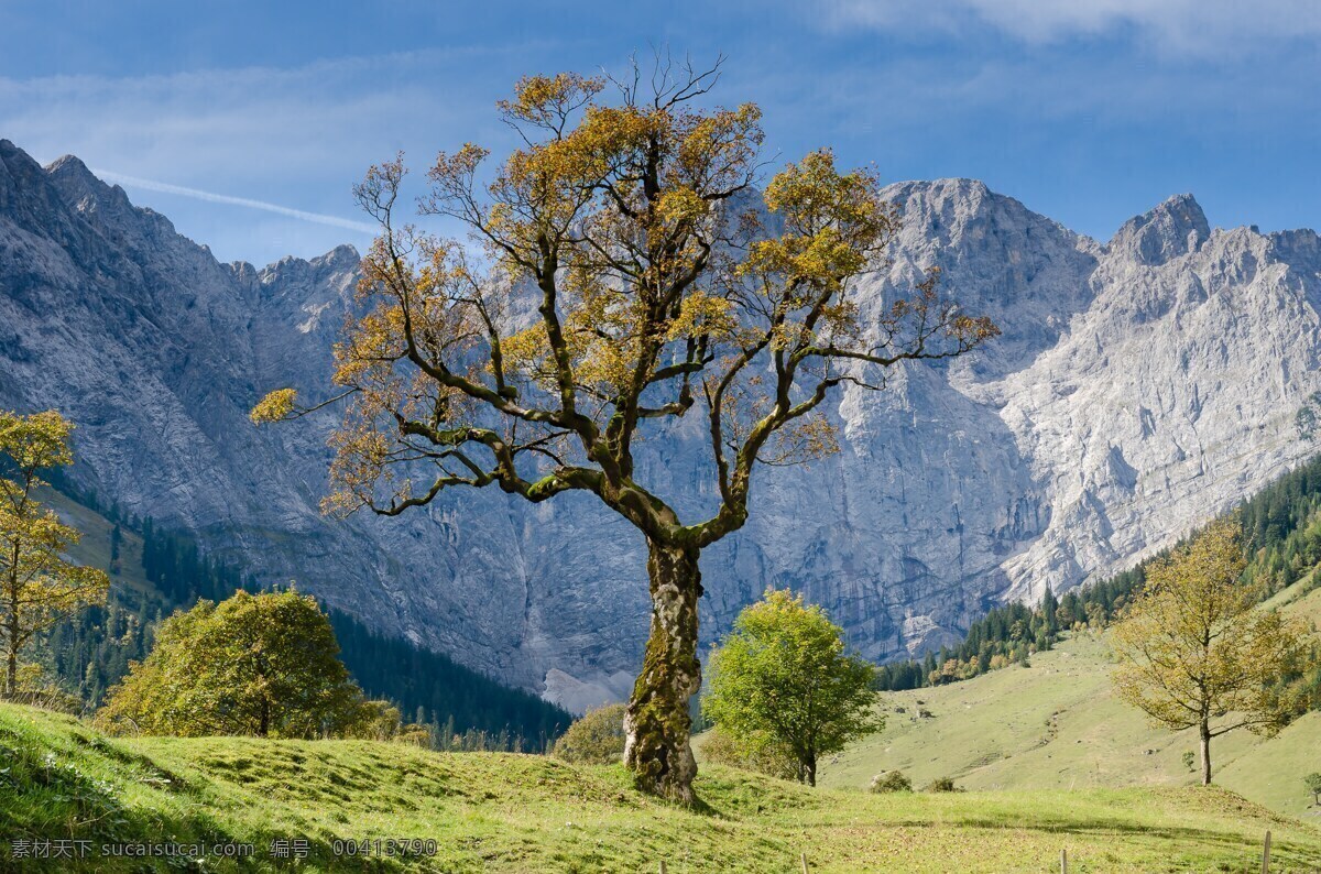 老树 山林 树木 古树 树林 独木 生物世界 树木树叶