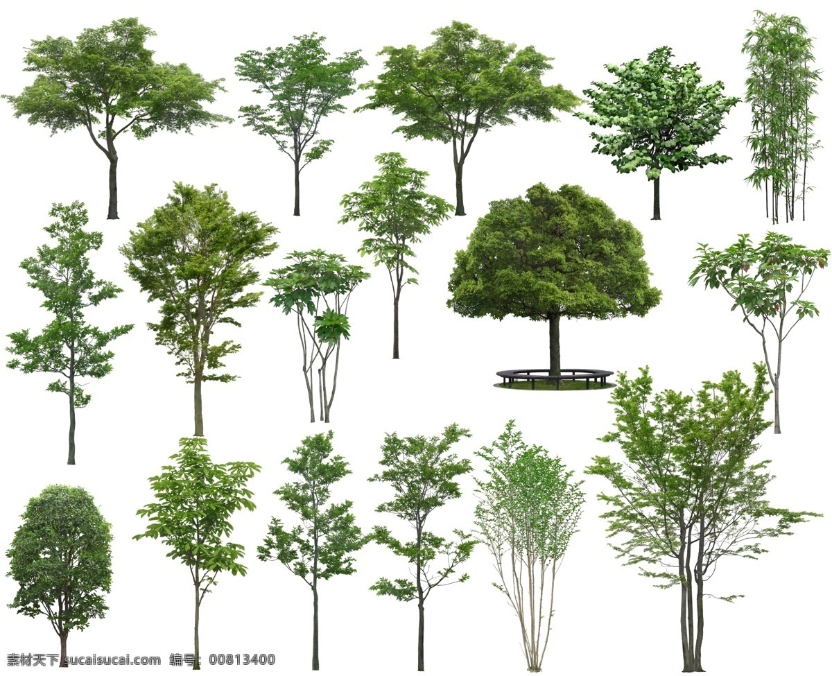 景观植物 树 树木 乔木 园林植物 景观树 效果图植物 植物素材 自然景观 建筑园林