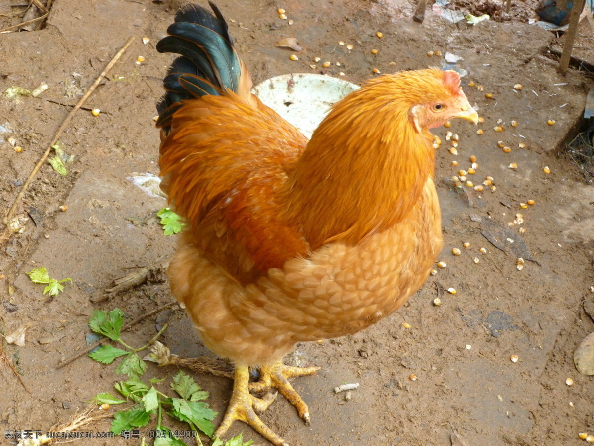 农家土鸡 农家鸡 土鸡 走地鸡 金黄色自养鸡 家禽家畜 生物世界