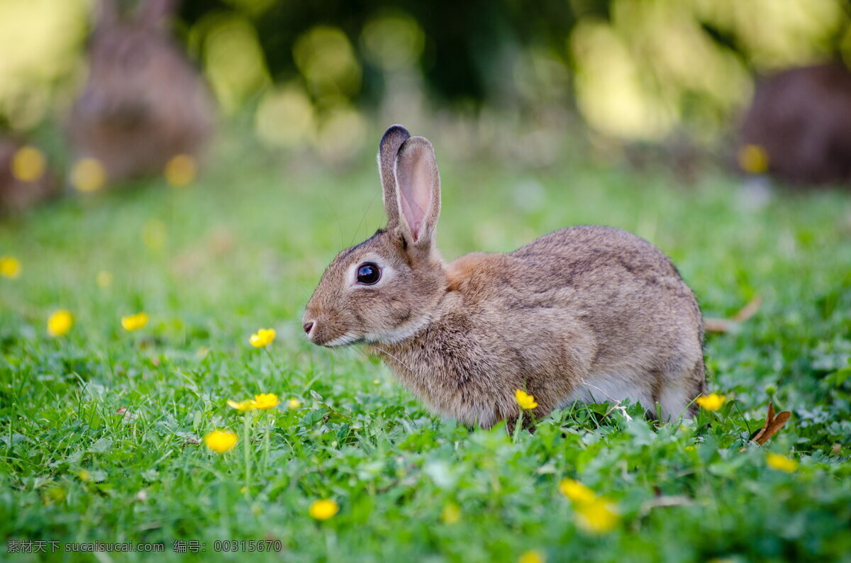 兔 可爱灰兔 可爱 灰兔子 可爱兔子 兔子 小兔子 灰兔 小灰兔 灰色兔子 草地 野花 野草 动物 兔年 生肖兔 生物世界 野生动物