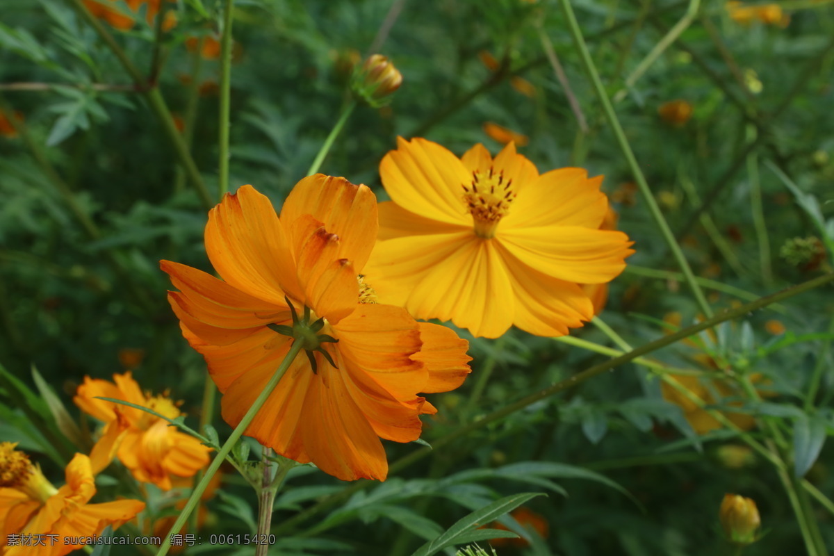 硫华菊 黄秋菊 黄花波斯菊 硫磺菊 黄芙蓉 花朵 花蕊 花瓣 花儿 植物 观赏花卉 花卉 花草 园艺 园林景观 绿化景观 菊菊花 生物世界