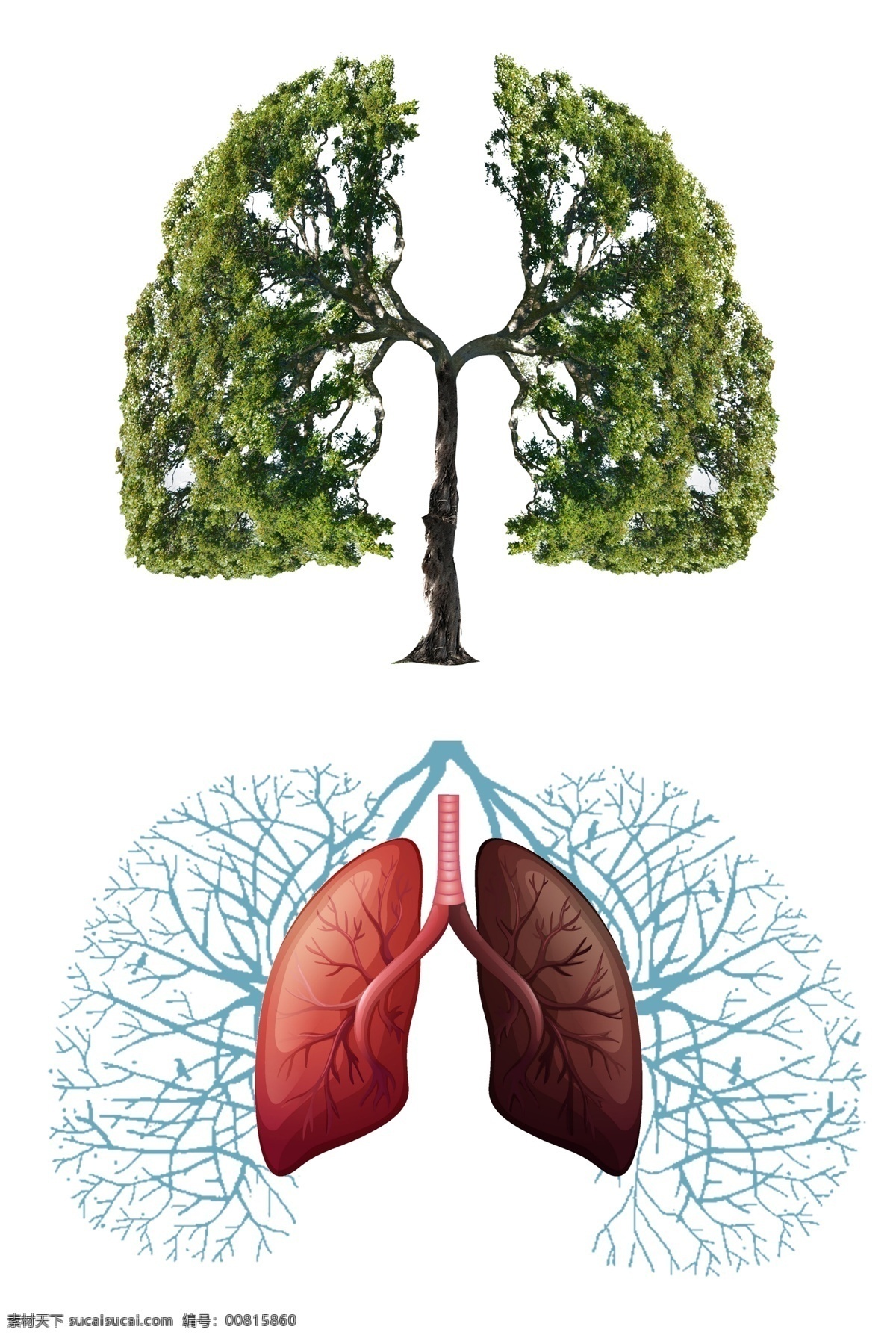 绿色 树木 清新 肺部 肺部插画 绿色树木 清新肺部 器官 肺 脏器 健康
